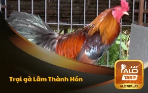 trai ga lam thanh hon 300x188 1